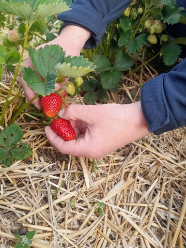 ᐅ Erdbeeren | Erdbeergarten Emleben